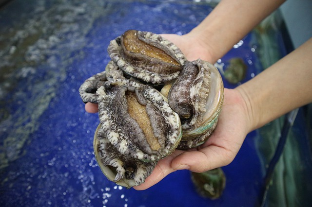 鮑魚，正在走向大眾的餐桌