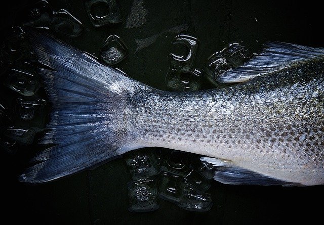 脆肉皖魚(yú)：草魚(yú)的翻身之路
